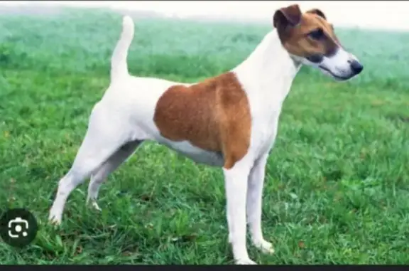 Пропала собака, мужской, Советская улица, 351, Донское - photo