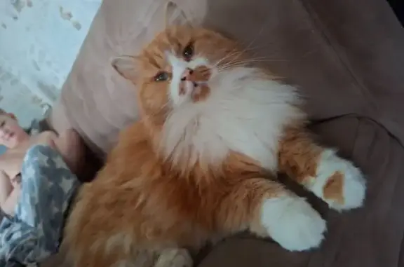 Пропал кот, Комсомольская улица, 23, Семёновка - рыжий с белой грудкой - photo