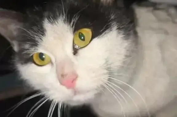 Найдена кошка, Ростов-на-Дону, фото: Найден кот, проспект Чехова, 109, Ростов-на-Дону - очень ласковый мальчик