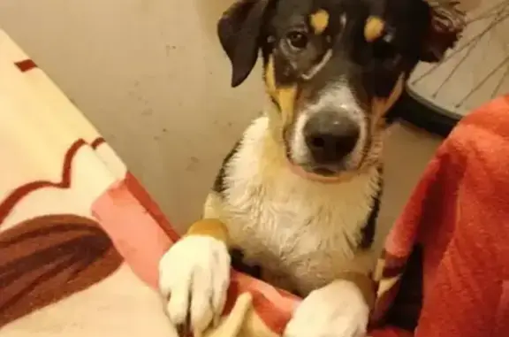 Найдена собака, Ростов-на-Дону, фото: Найдена собака, женская, Ростов-на-Дону, Ростовская область - черно-бело-коричневая