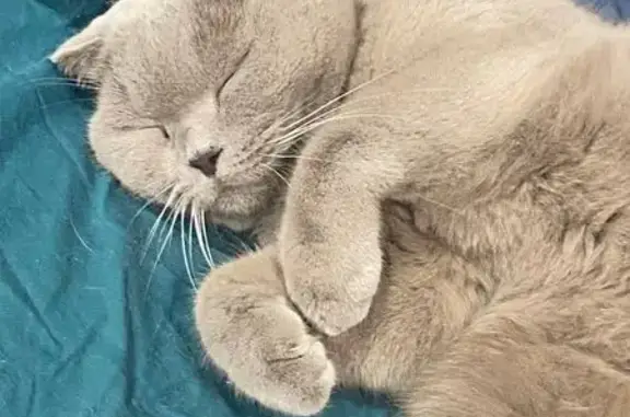 Найдена кошка, Реутов, фото: Найден кот, Юбилейный проспект, Реутов - не кастрированный, очень добрый