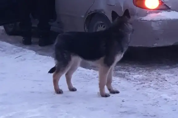 Найдена собака, Орёл, фото: Найдена собака, улица Генерала Родина, 68, Орёл - щенок овчарки
