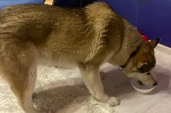 Найдена собака, Нижний Новгород, фото: Найдена собака, Полярная улица, 73, Нижний Новгород - чёрный ошейник