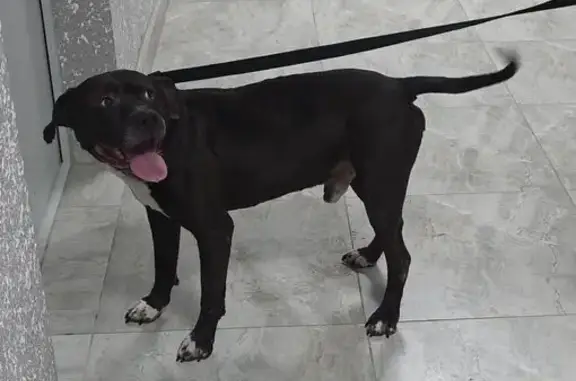 Найдена собака, Батайск, фото: Найден собака, улица 1-й Пятилетки, 2Ж, городской округ Батайск - кобель стаффорда