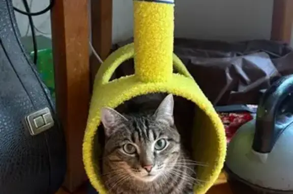 Кошки потеряшки, Москва, фото: Потеряшка кошка, Болотниковская улица, 3 к6, Москва - лесной окрас