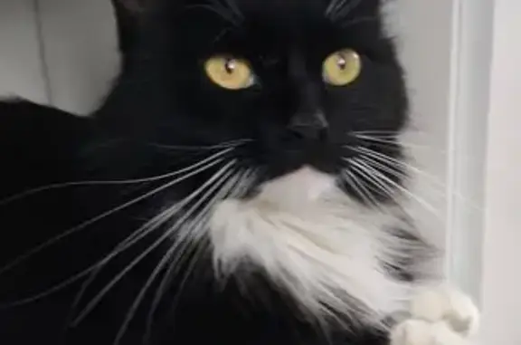 Найдена кошка, Иваново, фото: Найдена кошка, улица Куконковых, 148, Иваново - длинношёрстная черно-белая