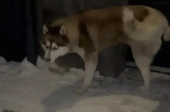 Поиск домашних животных, фото: Найдена собака, Фуражный проезд, 5/12, Мытищи