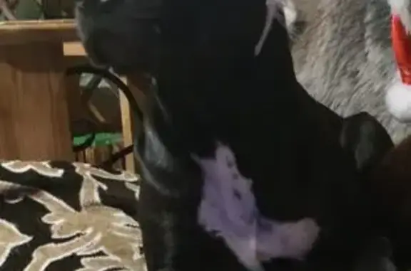 Пропала собака, Меньково, Ленинградская область - гладкошёрстная чёрная сука в серой жилетке - photo