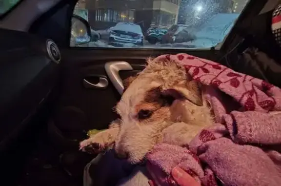 Найдена собака, Санкт-Петербург, фото: Найдена собака, проспект Кузнецова, 14 к2, Санкт-Петербург - белая с подпалинами, кожаный ошейник