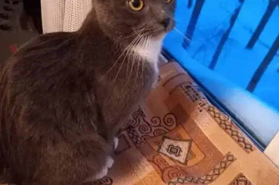 Найдена кошка, улица Маршала Жукова, 14, Наро-Фоминск - photo
