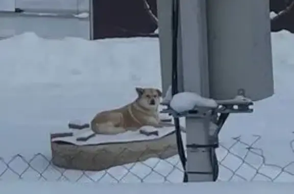 Найдена собака, Наро-Фоминский городской округ, фото: Найден собака, мужской, д. Литвиново, Наро-Фоминский городской округ