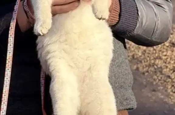 Пропал кот, Воронеж, Воронежская область - белый с рыжими полосками и голубыми глазами - photo