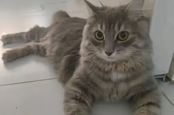 Пропал кот, улица Геофизиков, Уфа - 6-7 месяцев, белый подбородок - photo