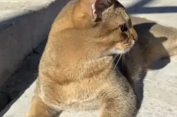 Кошки потеряшки, Беседы, фото: Потеряшка кот, Ленинская улица, Беседы - окрас дикий камышовый