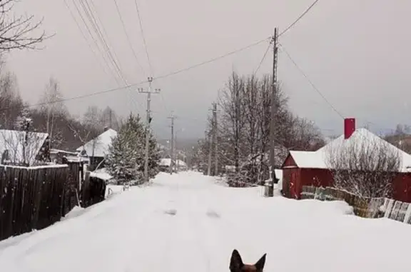 Пропал собака, улица Шурак, 78, Осинники - черный с рыжим, большие уши - photo