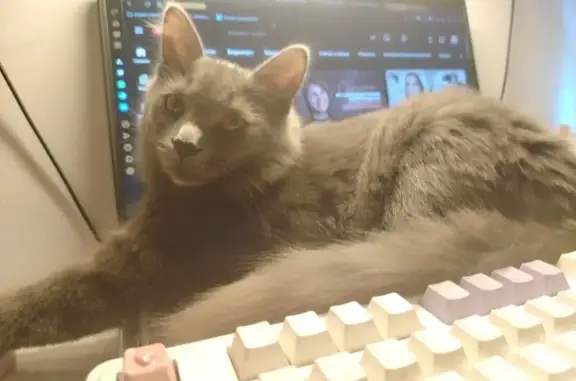 Кошки потеряшки, Благовещенск, фото: Потеряшка кошка, улица Мухина, 85/1, Благовещенск - серая и пушистая шерсть