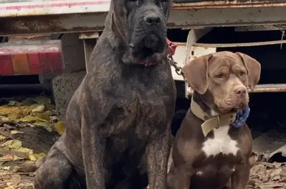 Собаки потеряшки, Астрахань, фото: Потеряшка собака, Взлётная улица, 22, Астрахань - девочка породы Канэ Корсо