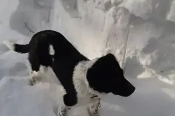 Найденные животные Паратунка, фото: Найдена собака, Нагорная улица, Паратунка - черно-белая, средняя, с ошейником