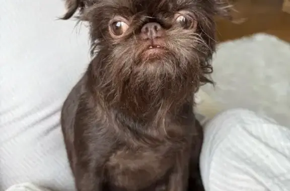 Пропала собака, Петровский проспект, 24 к3, Санкт-Петербург - бельгийский грифон, девочка - photo