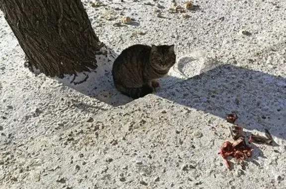 Найденные животные Чита, фото: Кошка ищет дом, Бутина 109, Чита