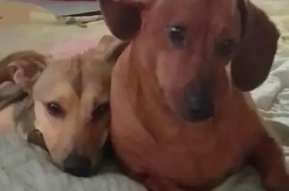 Пропала собака, женская, улица Карбышева, 20, Владивосток - такса с рыжим окрасом - photo