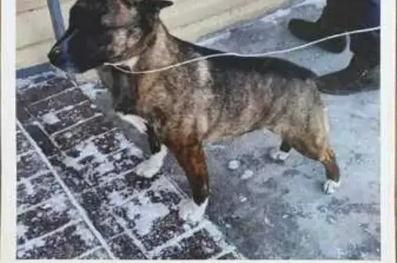 Пропала собака, женский пол, улица Кирова, Хабаровск - photo