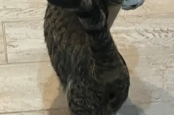 Найдена кошка, Горно-Алтайск, фото: Найдена кошка, Заринская улица, 24, Горно-Алтайск - в ошейнике, ухоженная и ласковая