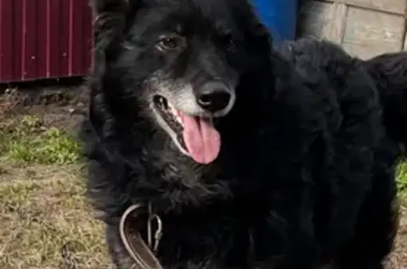 Пропал собака, Калачинск, Омская область - чёрный, лохматый с светлыми лапами - photo