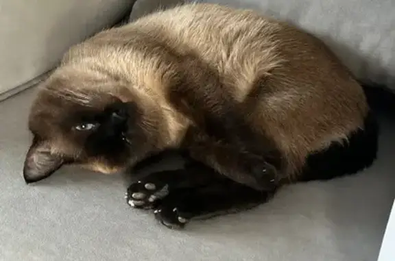 Пропал кот, Суровка, Татарстан - сиамский, кличка Жопик - photo