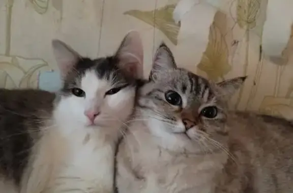 Пропала кошка, улица Красных Партизан, Кировград - photo