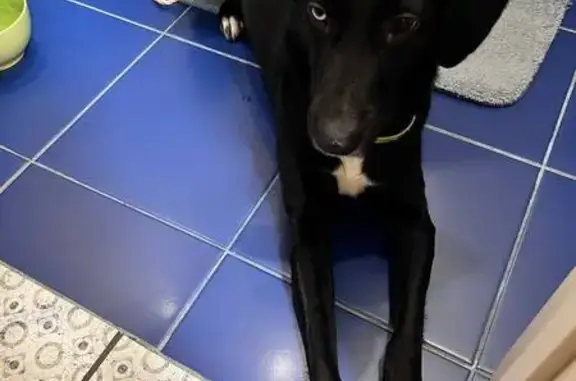 Поиск домашних животных, фото: Найдена собака, женский пол, Южная улица, 17А, Люберцы