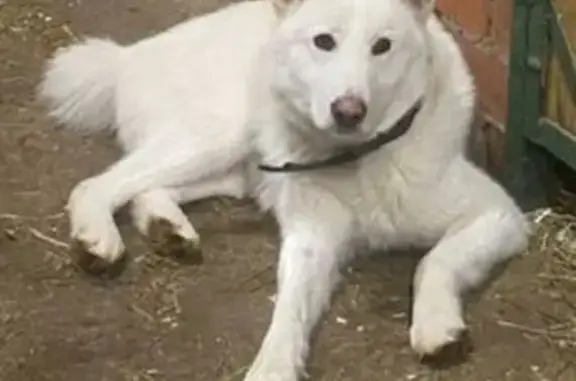 Найдена собака, Кольцово, фото: Найдена собака, Кольцово, Пермский край - белый кабель с ошейником