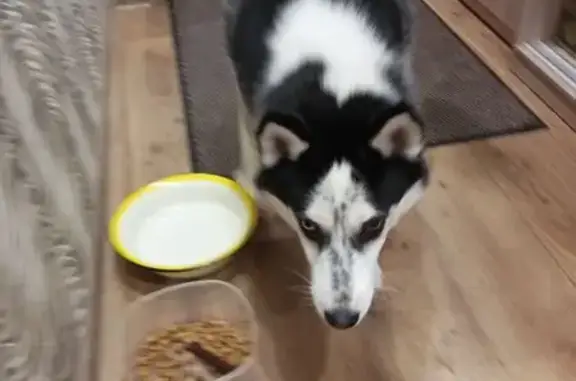 Найдена собака, Самара, фото: Найден собака, переулок Карякина, 1, Самара - без ошейника, контактный