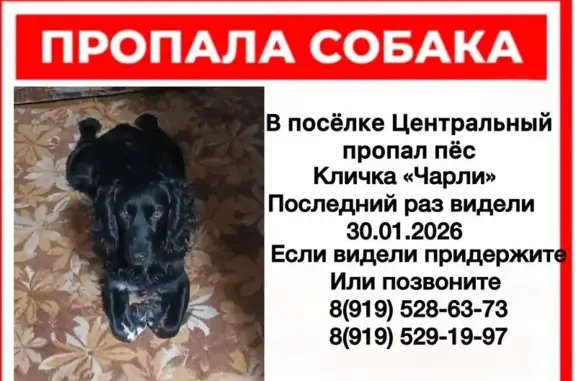Собаки потеряшки, Центральный, фото: Потеряшка собака, мужской, Комсомольская улица, 15, Центральный - чёрный окрас с белыми пятнами