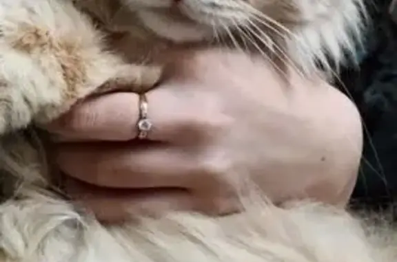 Пропал кот, Промышленная улица, 69, Ульяновск - крупный, пушистый, окрас персиковый - photo