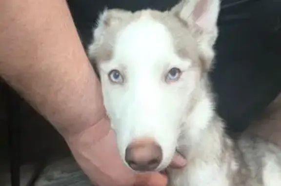 Поиск домашних животных, фото: Найдена собака, Дмитровское, Московская область - щенок хаски