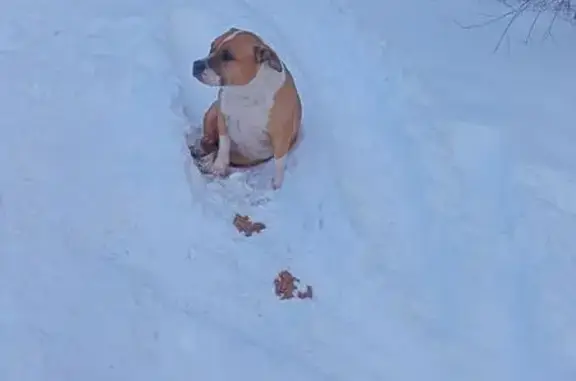 Найдена собака, Ростов-на-Дону, фото: Найдена собака, улица Малиновского, 76Б/87А, Ростов-на-Дону - сидит у магазина Пятёрочка