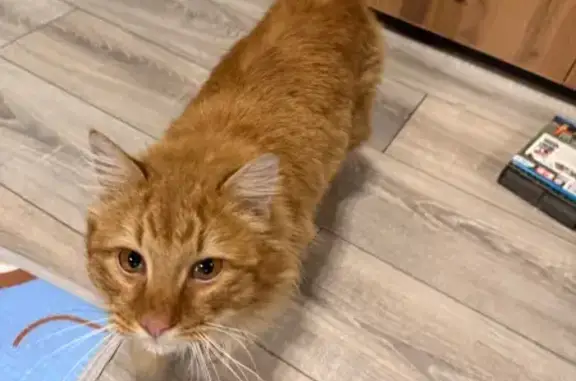 Найдена кошка, Новая Усмань, фото: Найдена кошка, Дачная улица, 113, Новая Усмань - рыжий с карими глазами