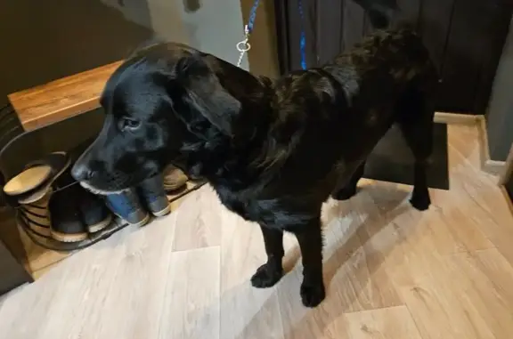 Найдена собака, Зональная Станция, фото: Найден собака, мужской, Совхозная улица, 2А, Зональная Станция