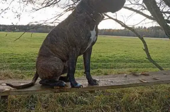 Пропала собака, 41К-216, Меньково, Карташевская - гладкошёрстная чёрная в серой жилетке - photo