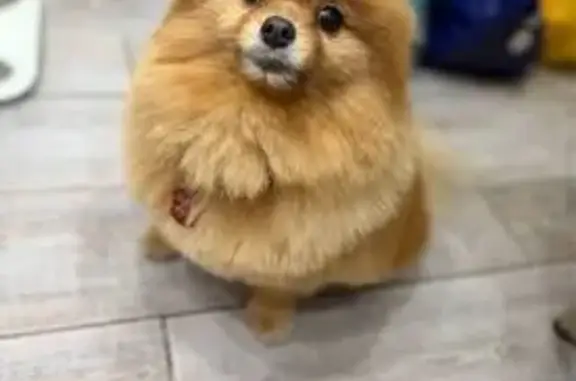 Пропала собака, Молодёжная улица, Ростов-на-Дону - рыжий шпиц мини с белым окрасом - photo