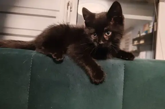 Пропал котёнок, улица Громова, 2А, Ярославль - зовут САЖИК - photo