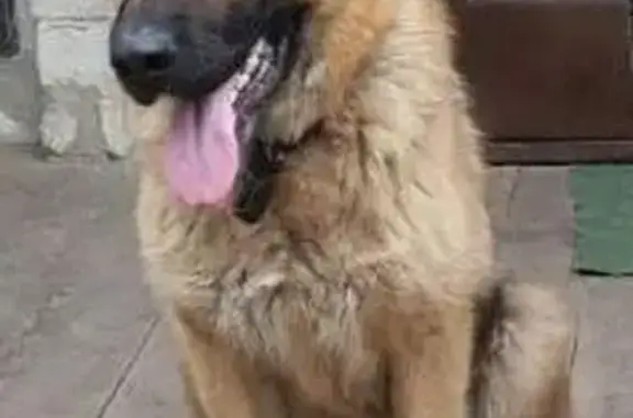 Пропала собака, Широкая улица, 1, Белгород - женская, одно ухо стоит, другое висит - photo