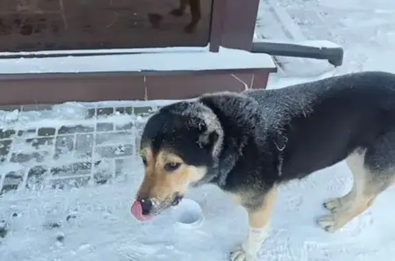 Найдена собака, Ярославль, фото: Найден собака, Малая Химическая улица, Ярославль - крупная, уши купированы