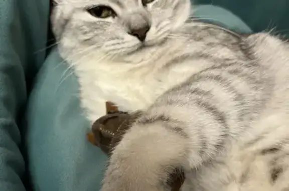 Пропал кот, улица Манистова, Петровск - очень коммуникабельный - photo