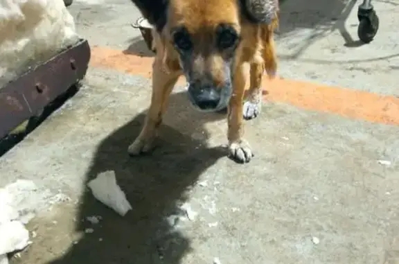 Найдена собака, Коломна, фото: Найдена собака, улица Ленина, 135, Коломна - рыжий окрас, кожаный тёмно-коричневый ошейник