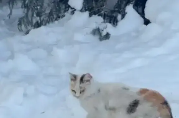 Найдена кошка, Агалатовское, фото: Найдена кошка, Агалаатовское сельское поселение, Ленинградская область - трёхцветная, домашняя