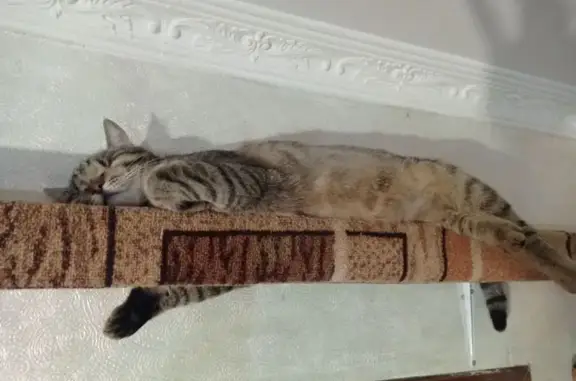 Кошки потеряшки, Астрахань, фото: Потеряшка кот, улица Сун-Ят-Сена, 61 к2, Астрахань - слепой (без глаз)