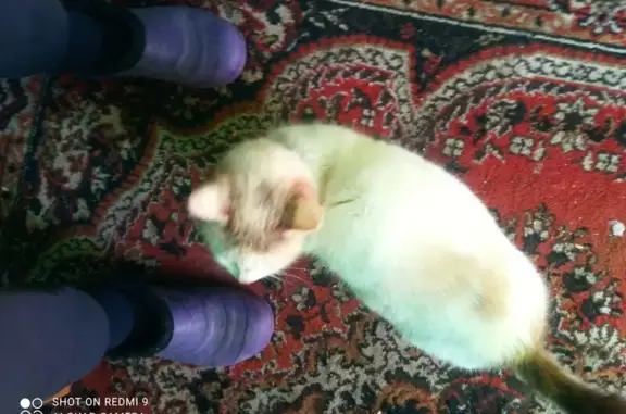 Найденные животные Калачинск, фото: Найдена кошка, улица 70 Бригады, 28А, Калачинск - голубой ошейник