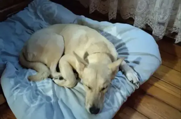 Пропала собака, женская, Подольск, Московская область - очень пугливая, гладкошёрстная - photo